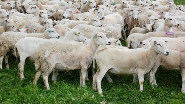 Producing wool is 'too expensive' so farmer turns to Easycare sheep