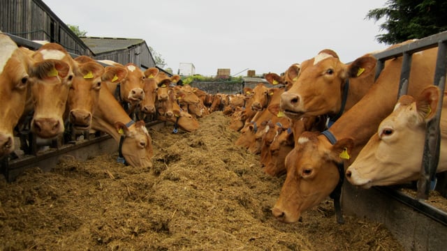 Global dairy trade falls for 7th consecutive time