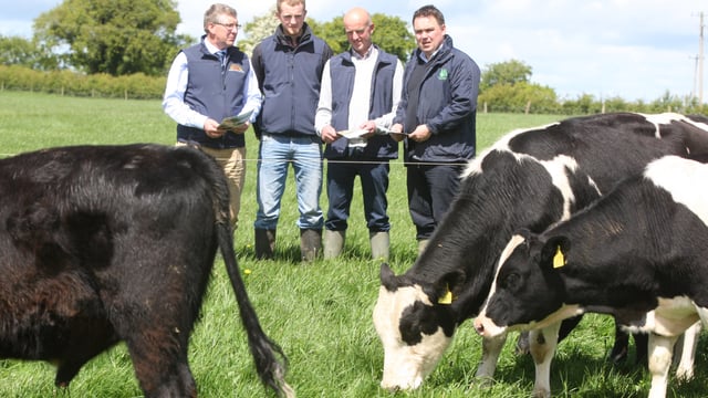 Grassland farm walk to look at profitability of dairy calf to beef production