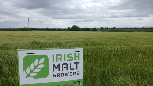 IFA recognises Irish Malt Growers, but only as a 'discussion group'