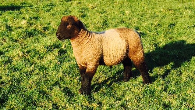 As UK lamb retail prices increase, producer share falls - Eblex