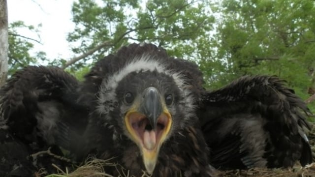 White-tailed eagles successfully hatch chicks across the country