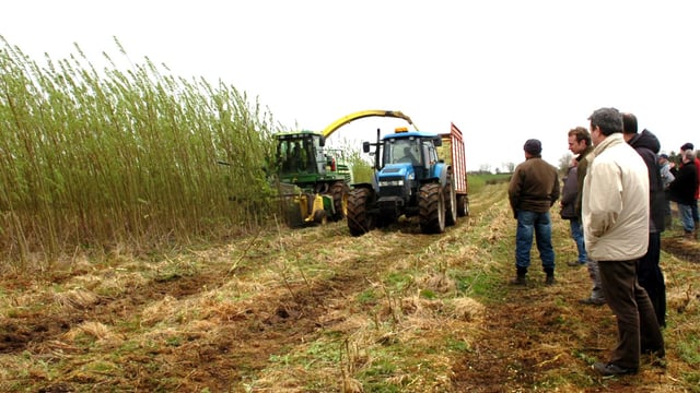 Would spring barley growers be better off growing willow?