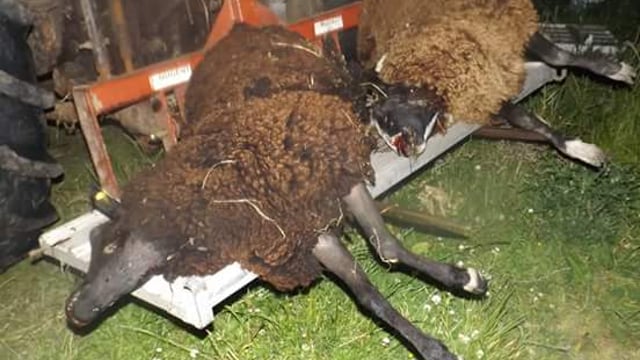 Warning graphic pics: Eight pedigree sheep killed in dog attack in Cork