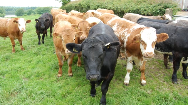 Beef prices down '€3.7 million per week' compared to pre-Brexit period