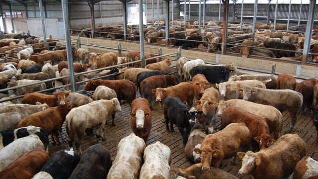 Beef trade: All quotes hold firm despite talk of dropping cow prices
