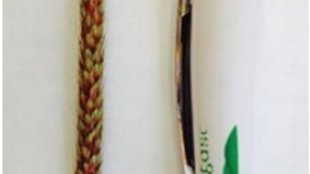 Tillage farmers warned that new weed 'black grass' is in Irish crops