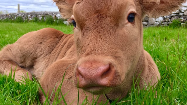 Beef calf births 2% higher this year