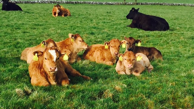 O Cuiv calls on EU to introduce fair price protection for farmers