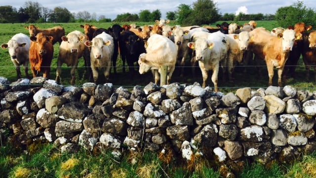 BSE is just one animal health issue putting pressure on Minister