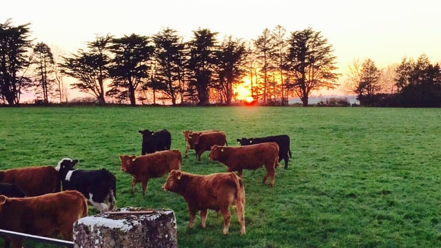 Post-election programme for government 'critical' for agriculture - ICOS