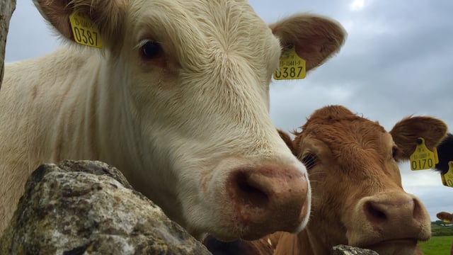 Factories 'anxious' as cattle supplies continue to tighten (prices rising)