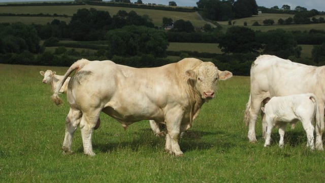 'Once a Charolais calf gets up, you know that nothing can beat it for growth rates and weight'