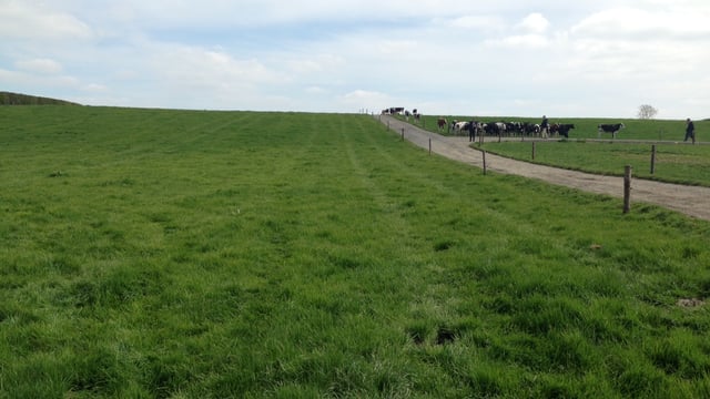 How to maintain grass quality when growth barely meets demand