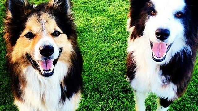 50% of EU vets focus on pets and just 18% of focus on farm animals