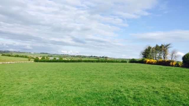 Top tips for better grass management this July - Teagasc