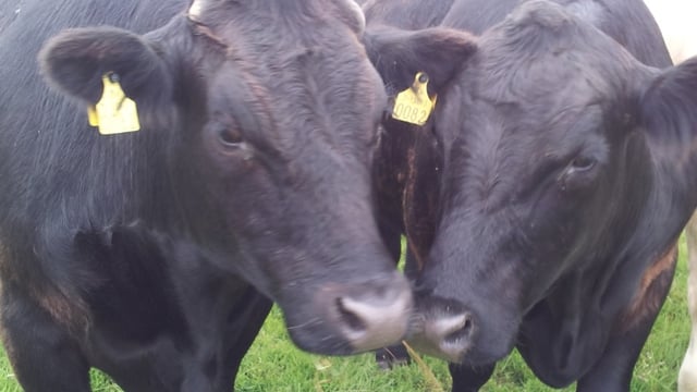 North/South beef price differential narrows yet again
