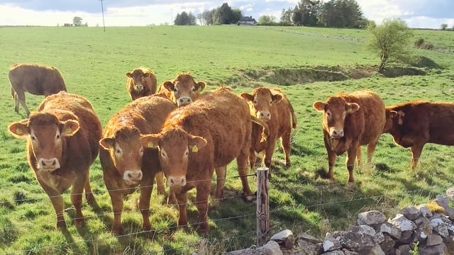 The curious case of Ireland's 'geriatric' heifers