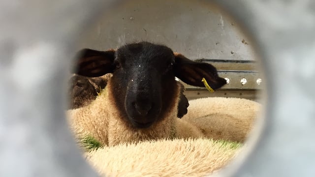 Australian lamb production jumps 5% in January of this year