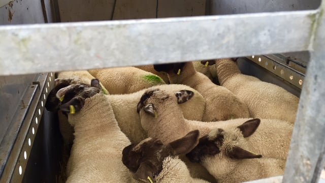 Cuts of 40-50c being imposed on base price for overweight lambs - ICSA
