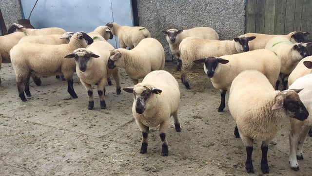 Sheep marts: Trade remains firm despite June factory cuts