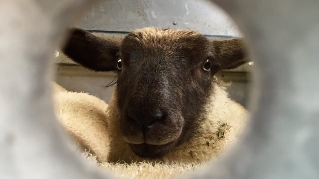 400 light lambs per week to be supplied to Kepak - INHFA