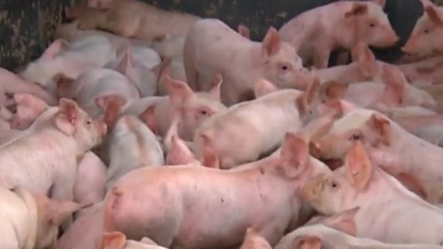 Video: These little piggies did not go to the market - 2,200 piglets escape
