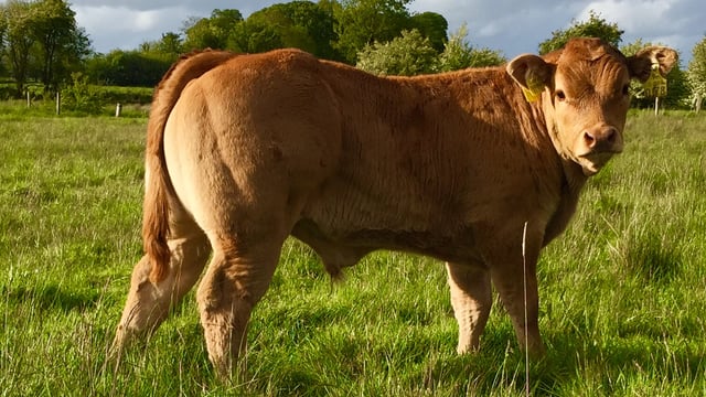 Applied to the beef genomics scheme? Here's what happens next
