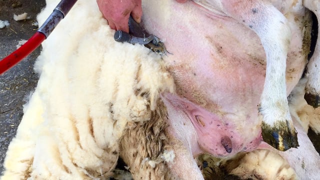 Impressive weekend of results for Irish shearers at World Championships