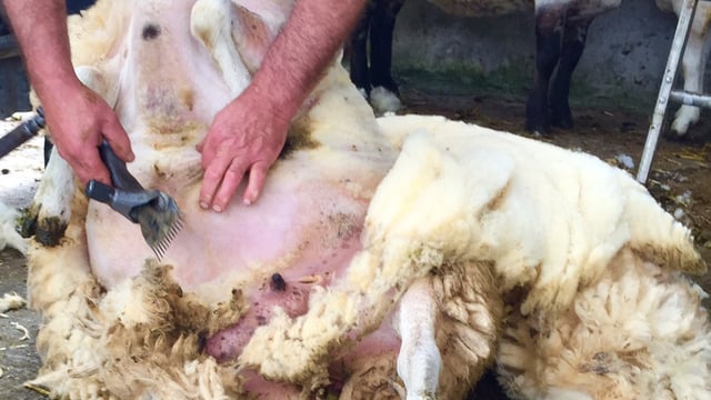 Difficult market outlook for wool continues