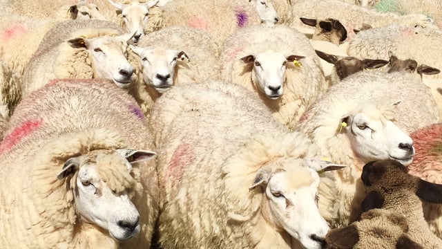 Hundreds of sheep suspected stolen in the 'Mourne' county