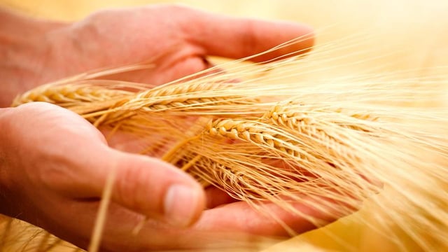 New rules to curb the influx of pests into the EU