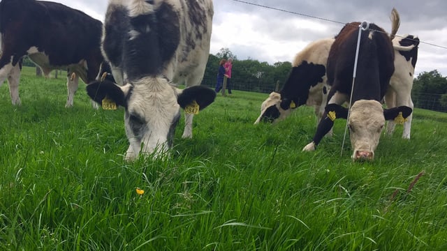 Pics from the farm of one of the country's best calf-to-beef producers