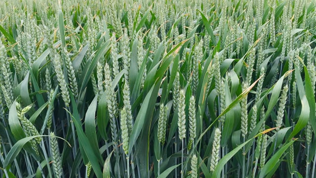 Good prospects for 2015/2016 world cereal harvest