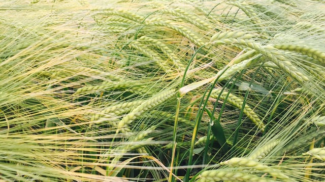 Spotlight on barley and winter wheat at ISTA cereal open day