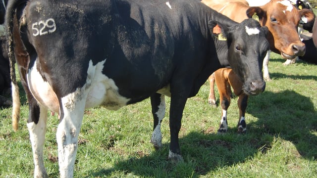 Dairy cull up 7% in Northern Ireland - LMC