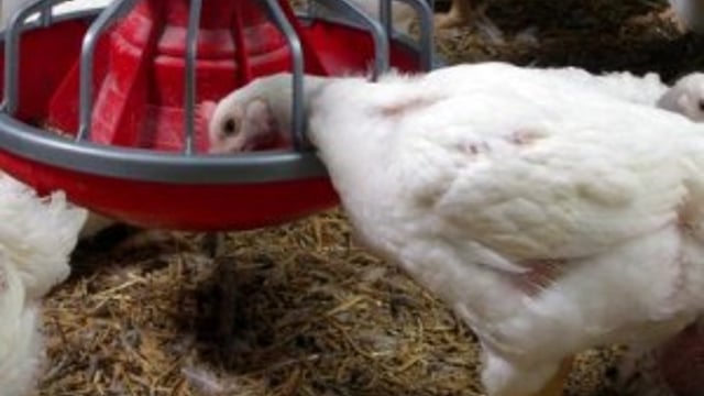 UK consumers buy more poultry than other meat
