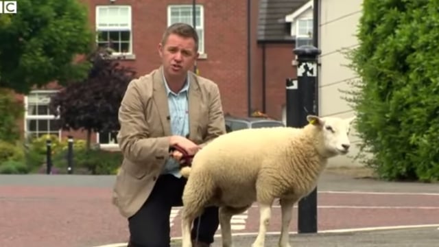 Video: BBC reporter left feeling sheepish after lamb has 'wee moment'
