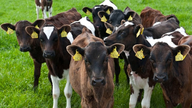 Cork Marts to cease calf export business