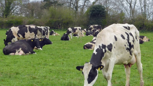 Dairygold cuts 1c/L for June milk while Carbery to pay just short of 29c/L