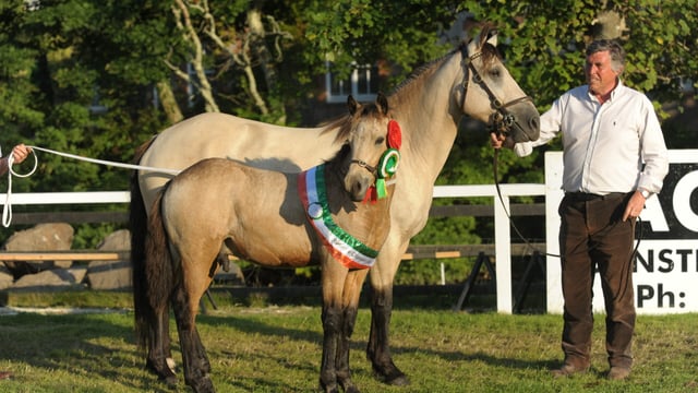 The Connemara pony: Hardened and shaped by the Atlantic