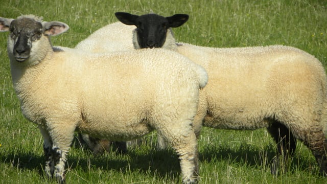Mart report: Butcher and factory lambs remain in demand