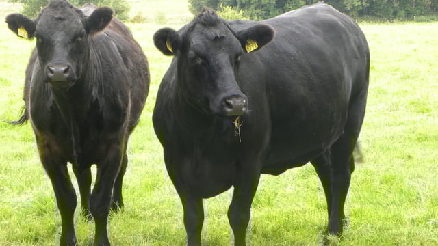 EU to become more dependent on dairy beef