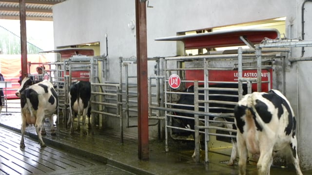 Robotic milking will allow Cork farm expand by 40%