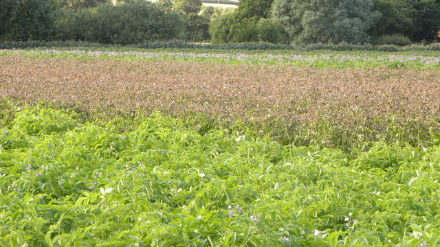 'Salad potato production is a one-horse race'