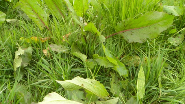 Dealing with docks: 'If you can eliminate them more grass will grow in their place'