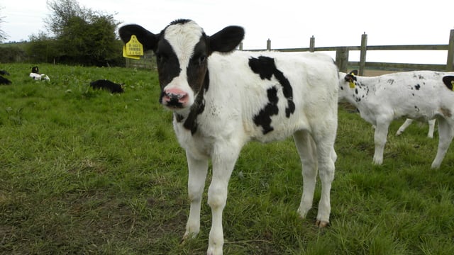 Video: Group of cyclists help farmers to deliver calf