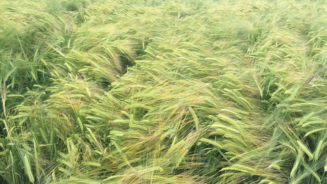 New weed and insect protection options from Dow Agrosciences