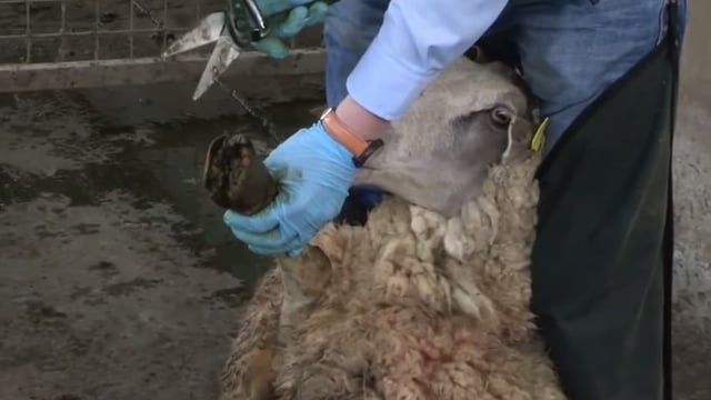 Video: How to prevent sheep lameness with foot trimming and bathing