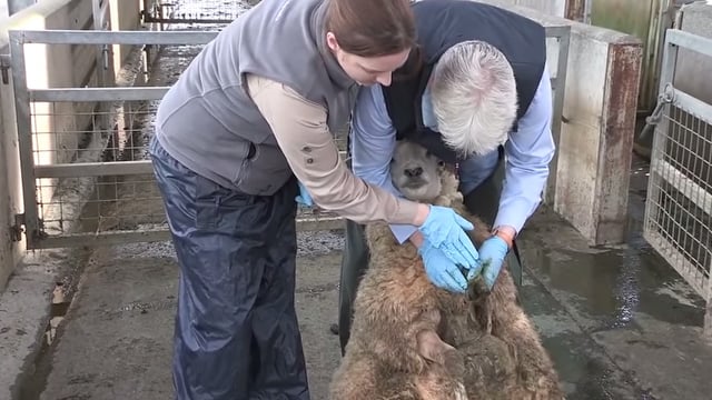 Video: How to spot and treat CODD in sheep